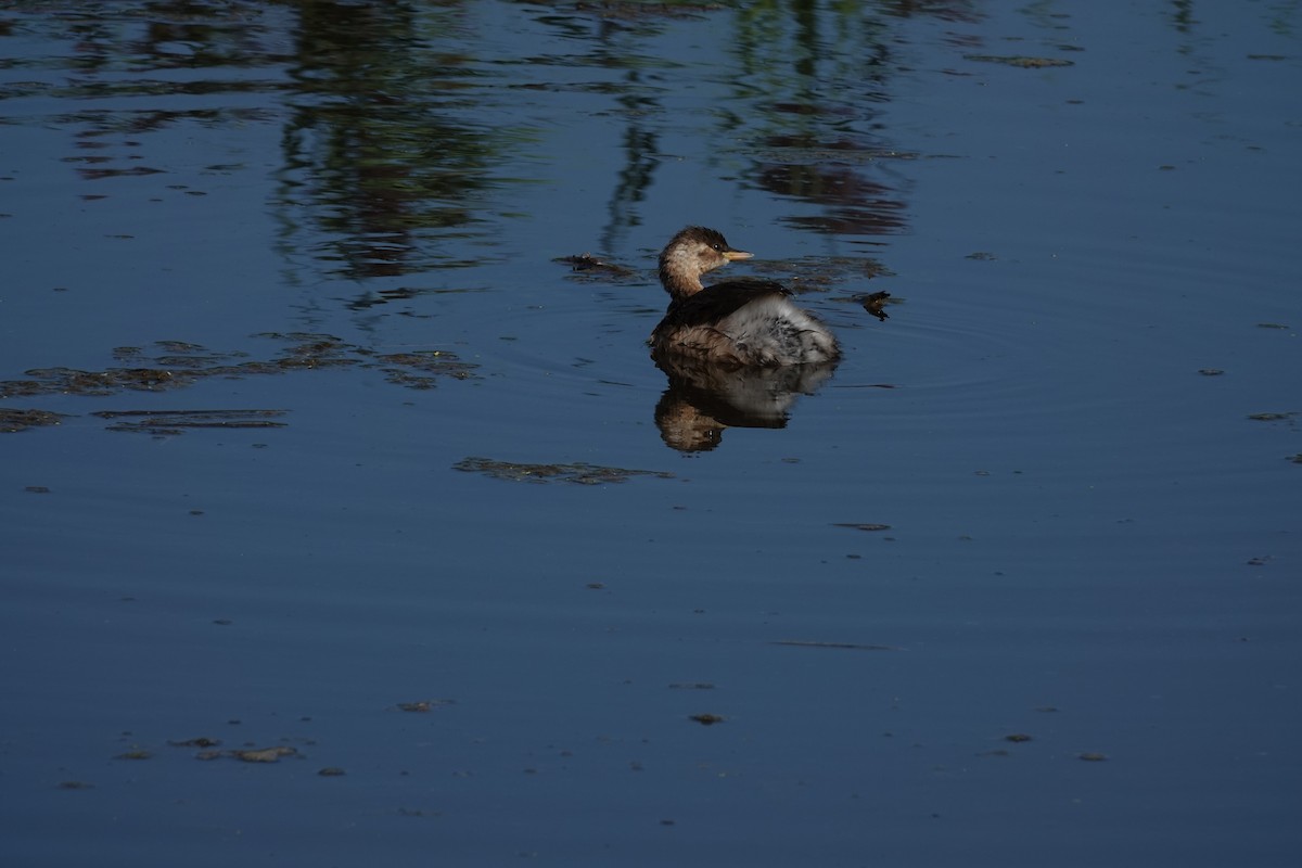 Little Grebe - ML641878241