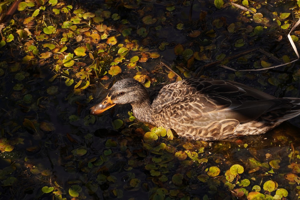 Mallard - ML641878244