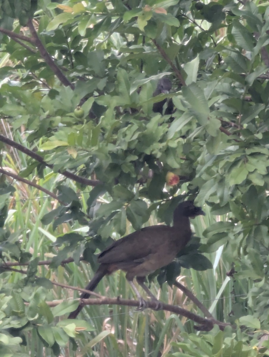 Rufous-vented Chachalaca - ML641878258
