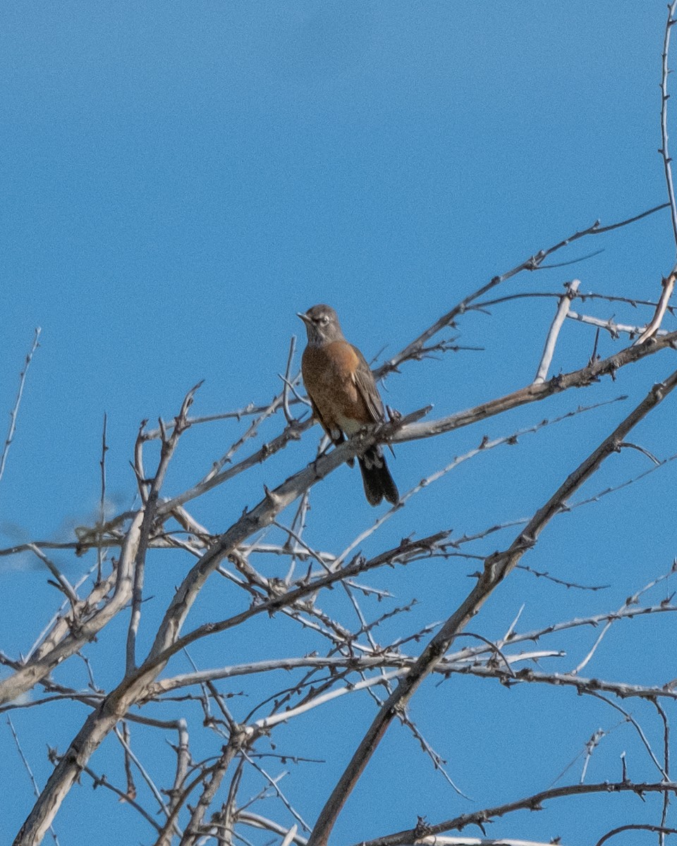 American Robin - ML641878259