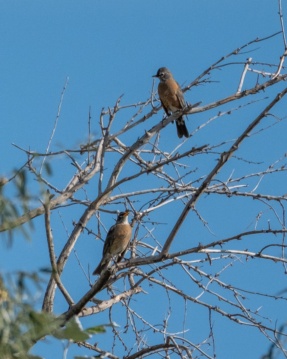 American Robin - ML641878261