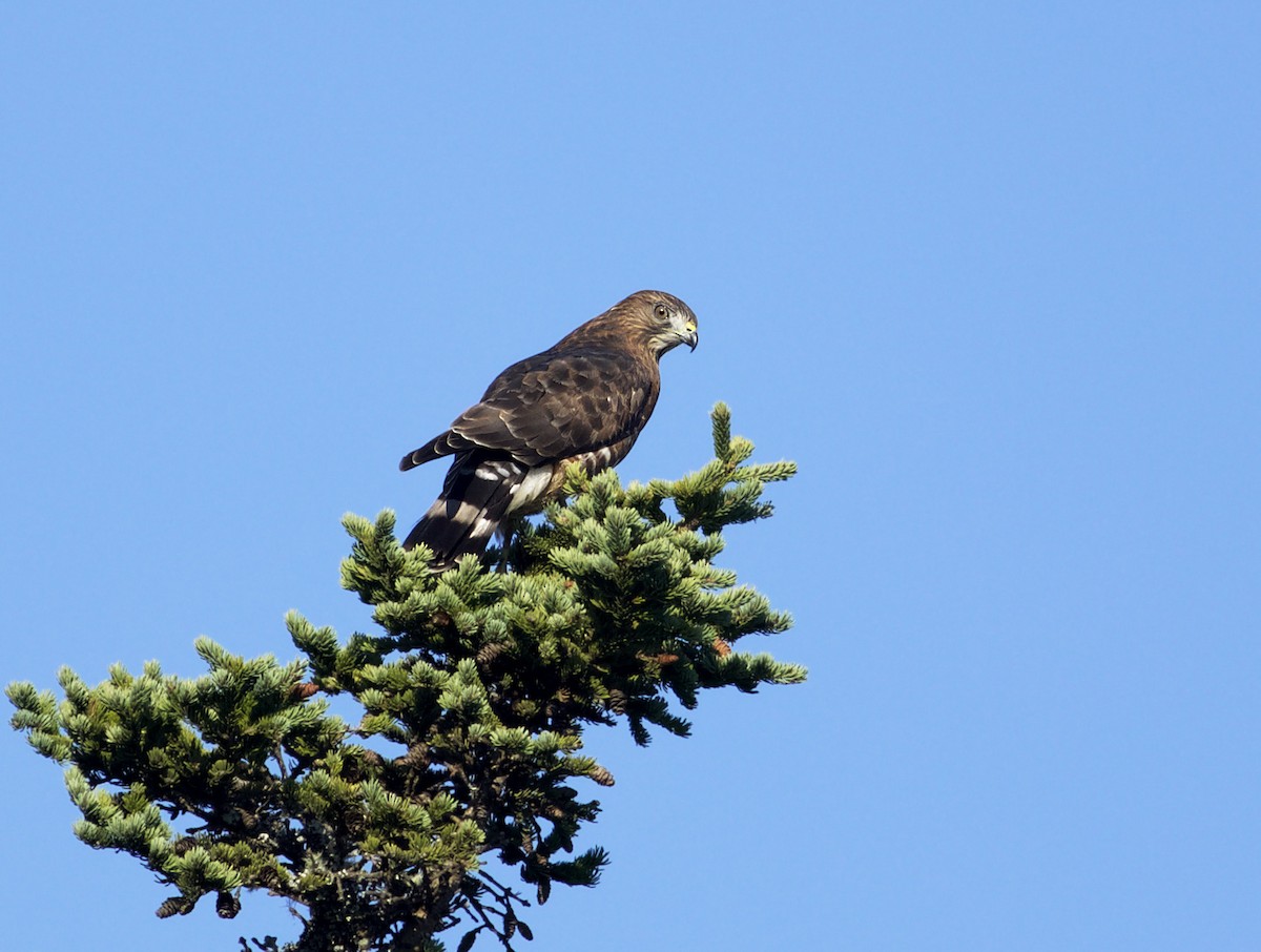 Broad-winged Hawk - ML641878267