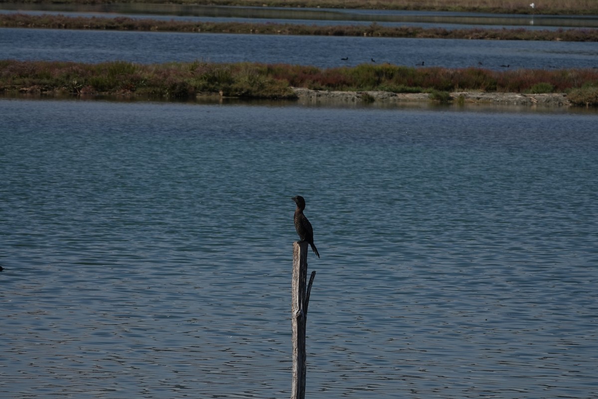 Cormoran pygmée - ML641878268