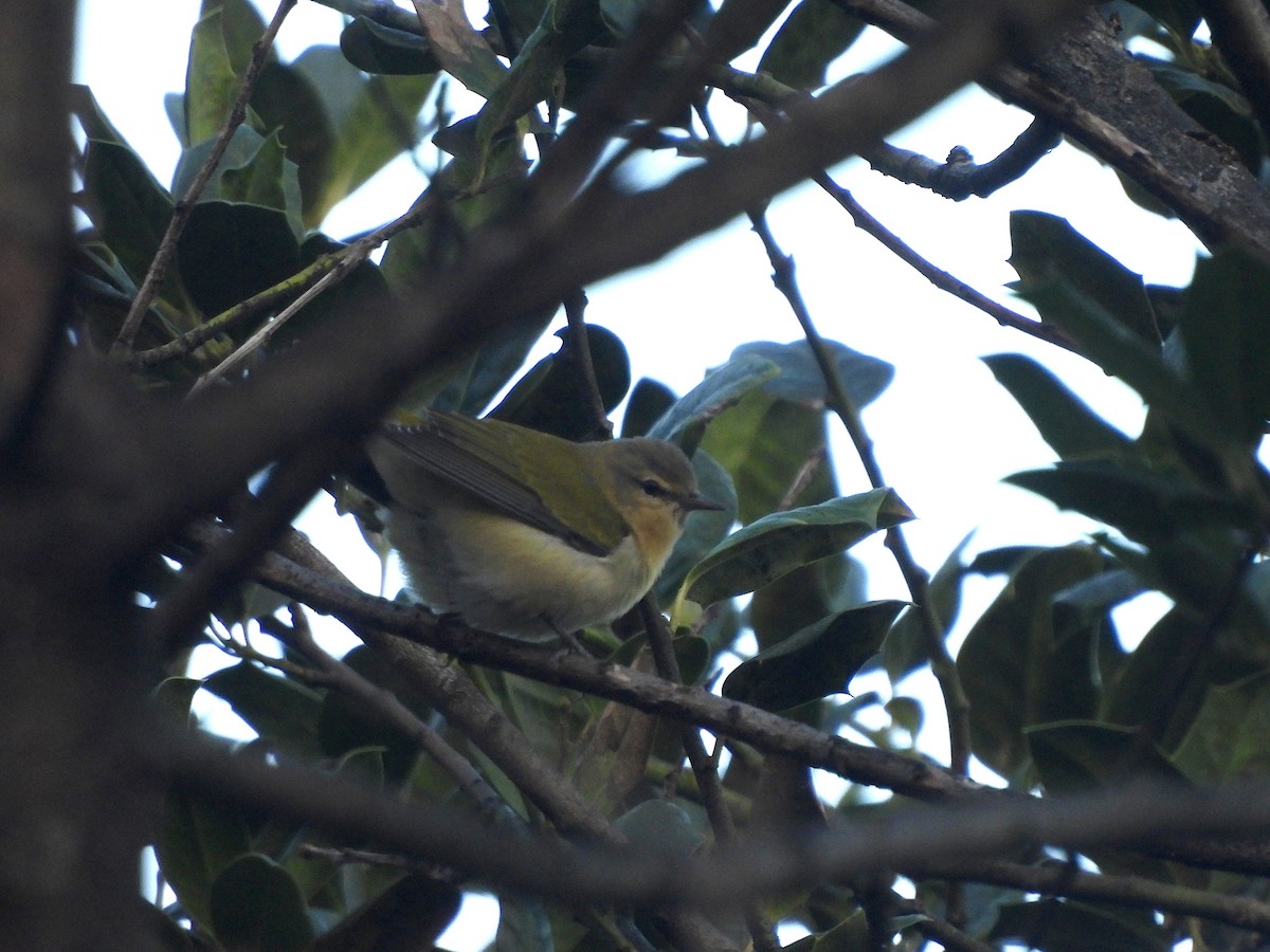 Tennessee Warbler - ML641878279