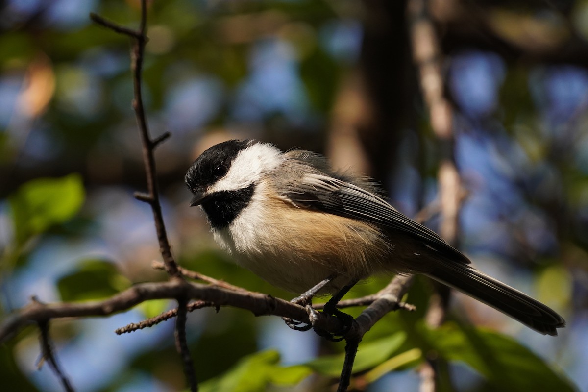 Black-capped Chickadee - ML641878289