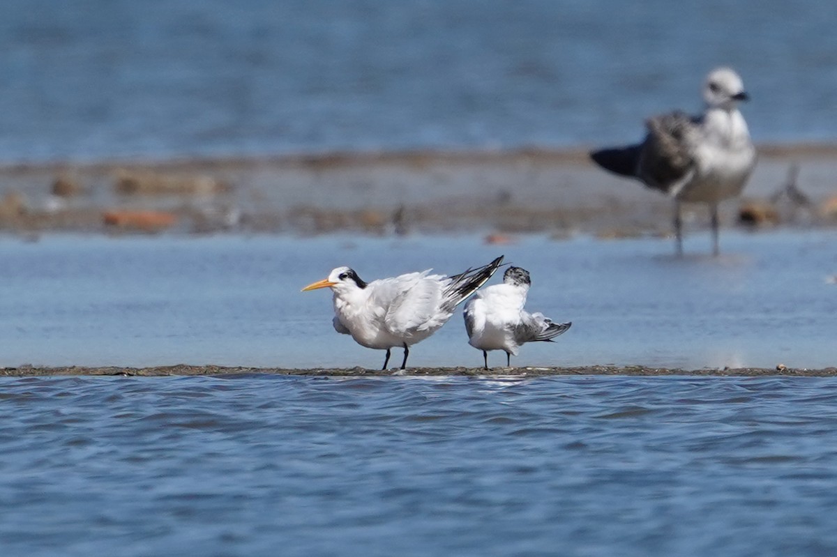 Elegant Tern - ML641878302
