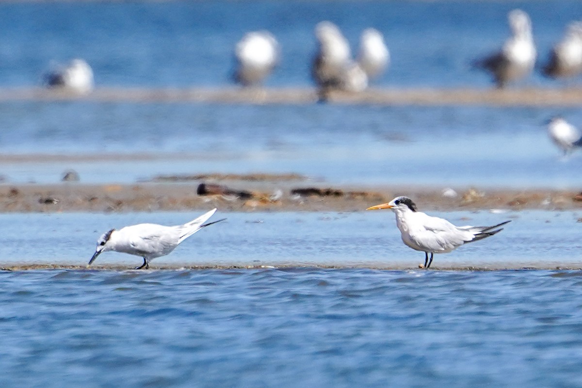 Elegant Tern - ML641878303