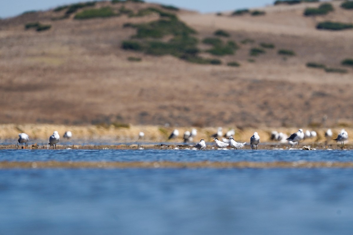 Elegant Tern - ML641878304