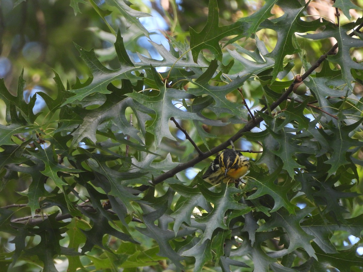 Blackburnian Warbler - ML641878316