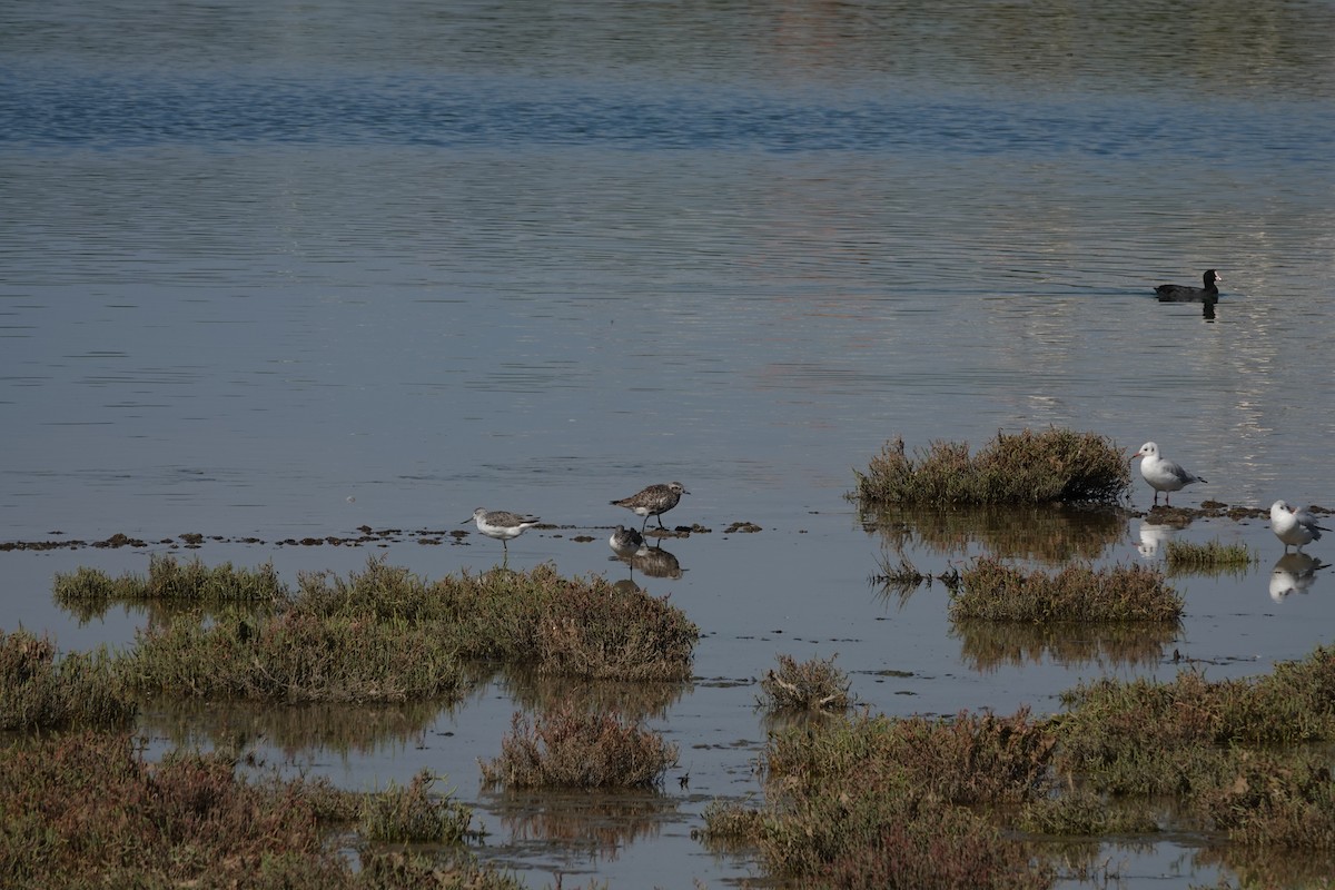 Black-bellied Plover - ML641878348