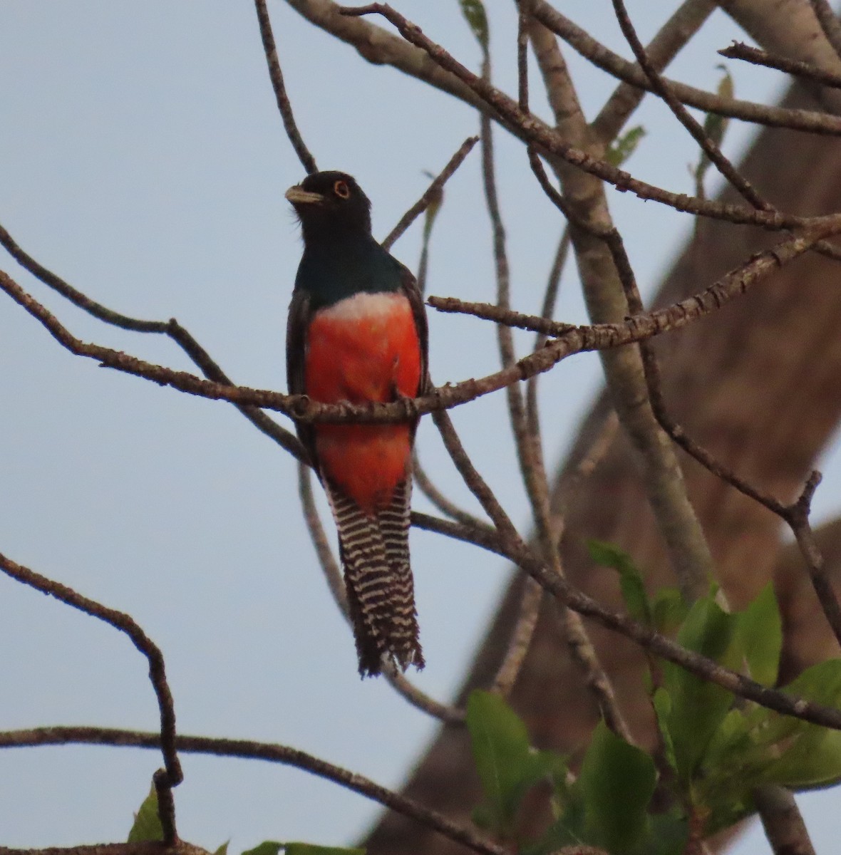 Blue-crowned Trogon - ML641878373