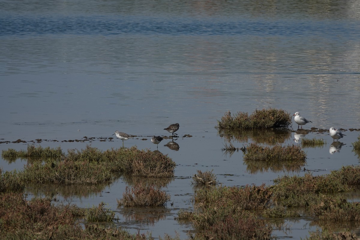 Common Greenshank - ML641878380