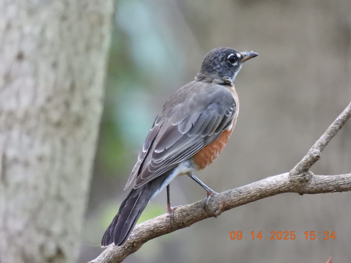American Robin - ML641878401