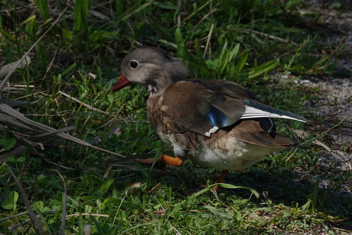 Mandarin Ördeği - ML641878421