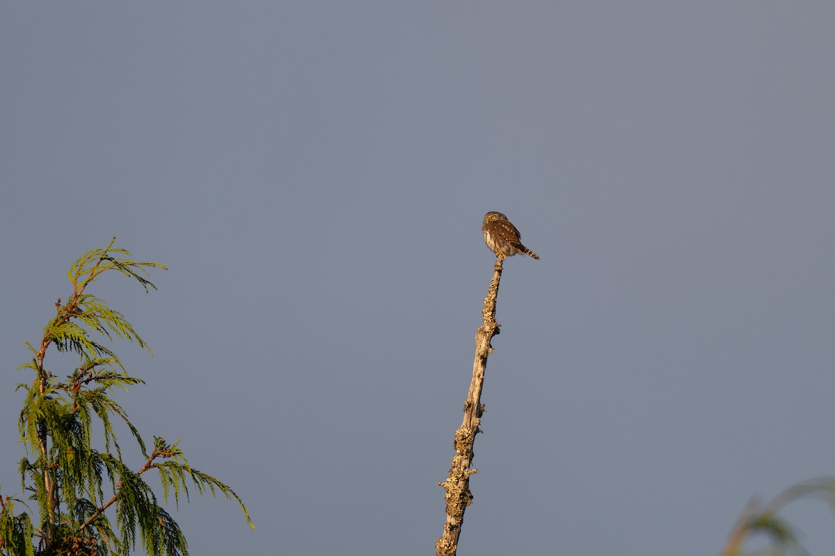 Northern Pygmy-Owl - ML641878422