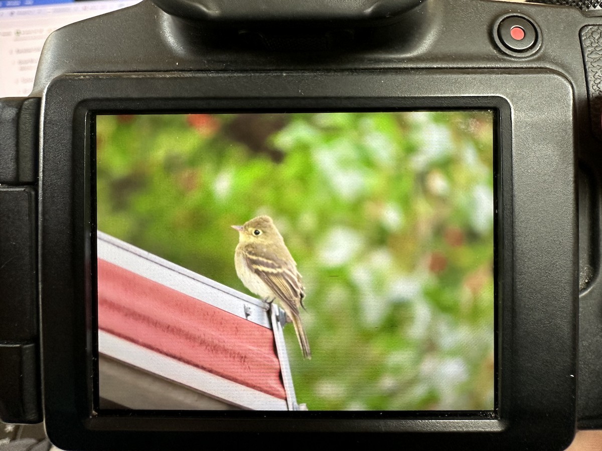 Western Flycatcher - ML641878426