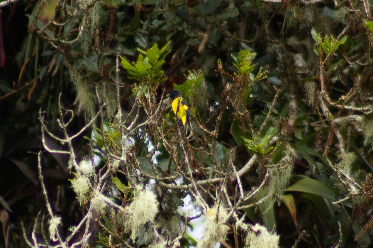 Yellow-bellied Siskin - ML641878459