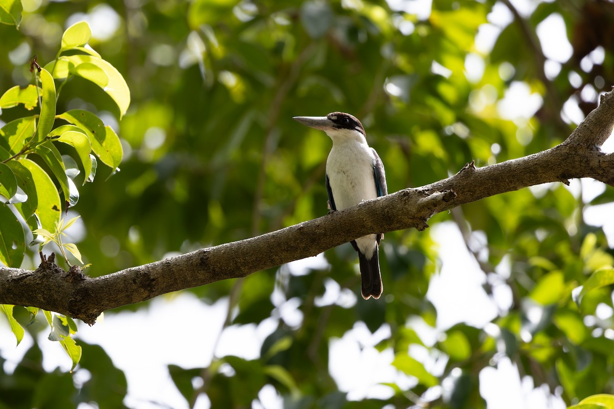 Torresian Kingfisher - ML641878462