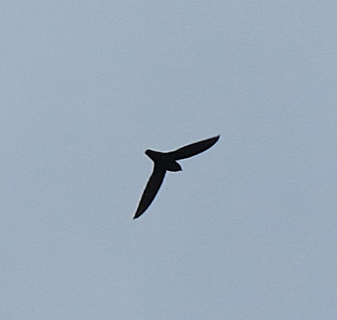 Gray-rumped Swift - ML641878490
