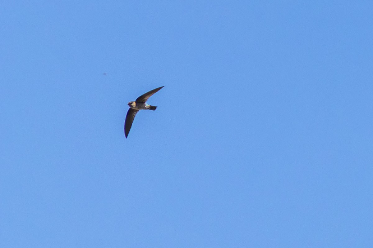 Australian Swiftlet - ML641878527