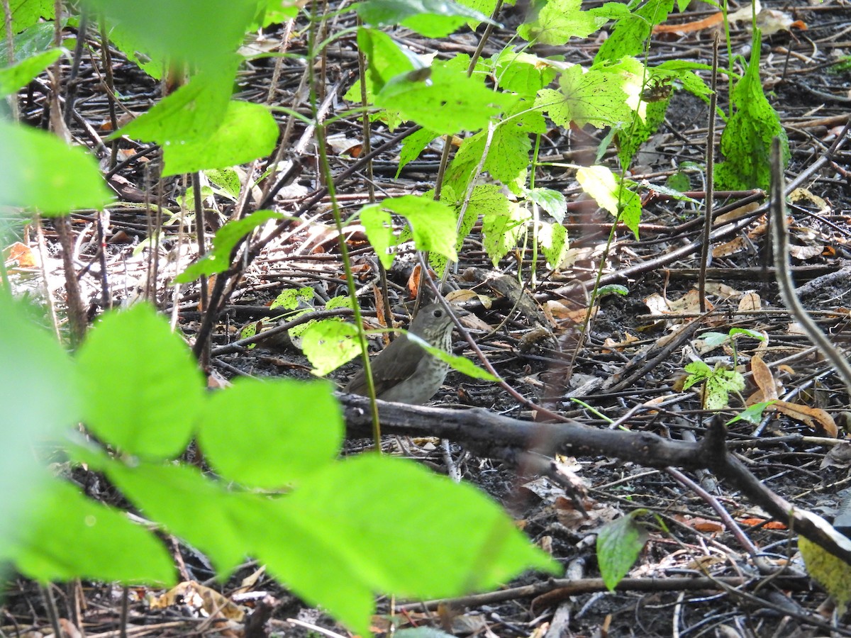 Gray-cheeked Thrush - ML641878538