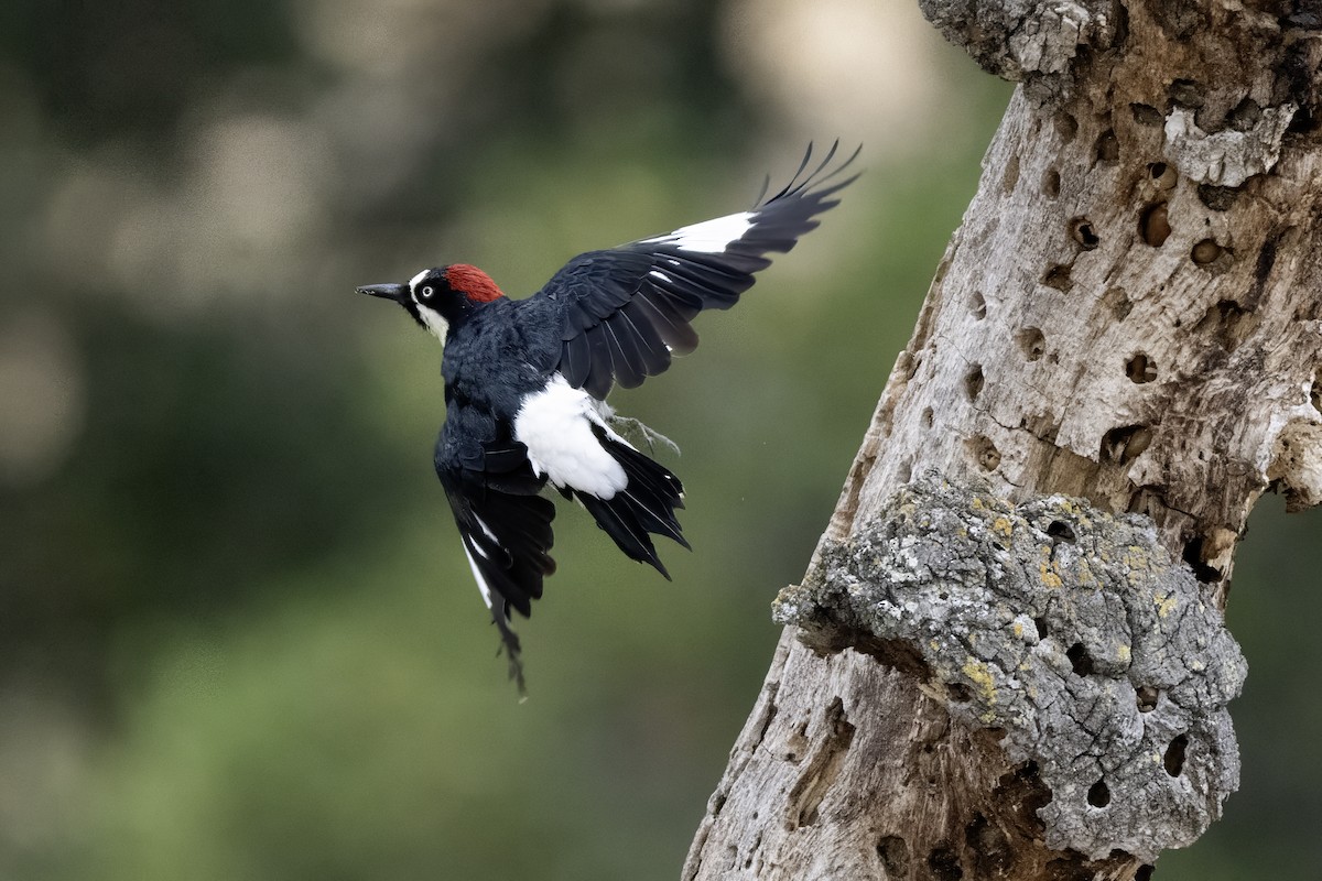 Acorn Woodpecker - ML641878547