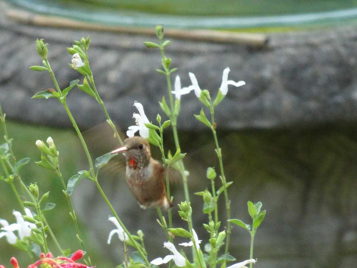 Rufous Hummingbird - ML641878593