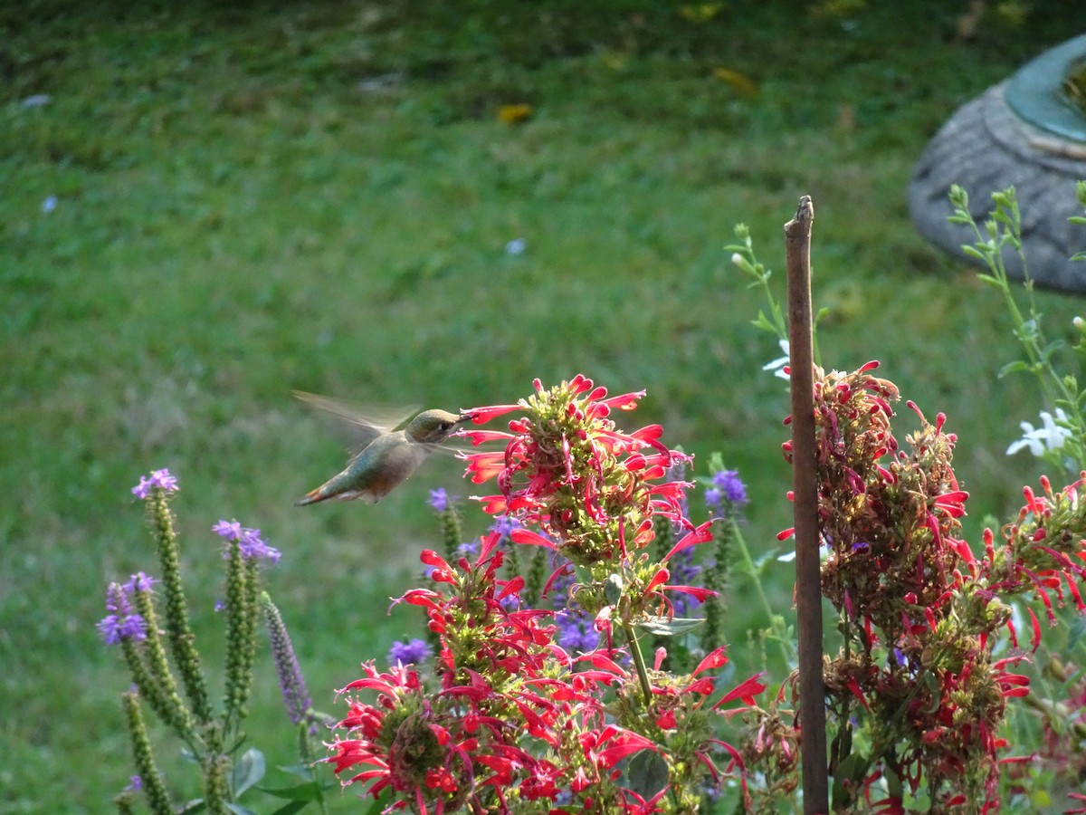 Rufous Hummingbird - ML641878595