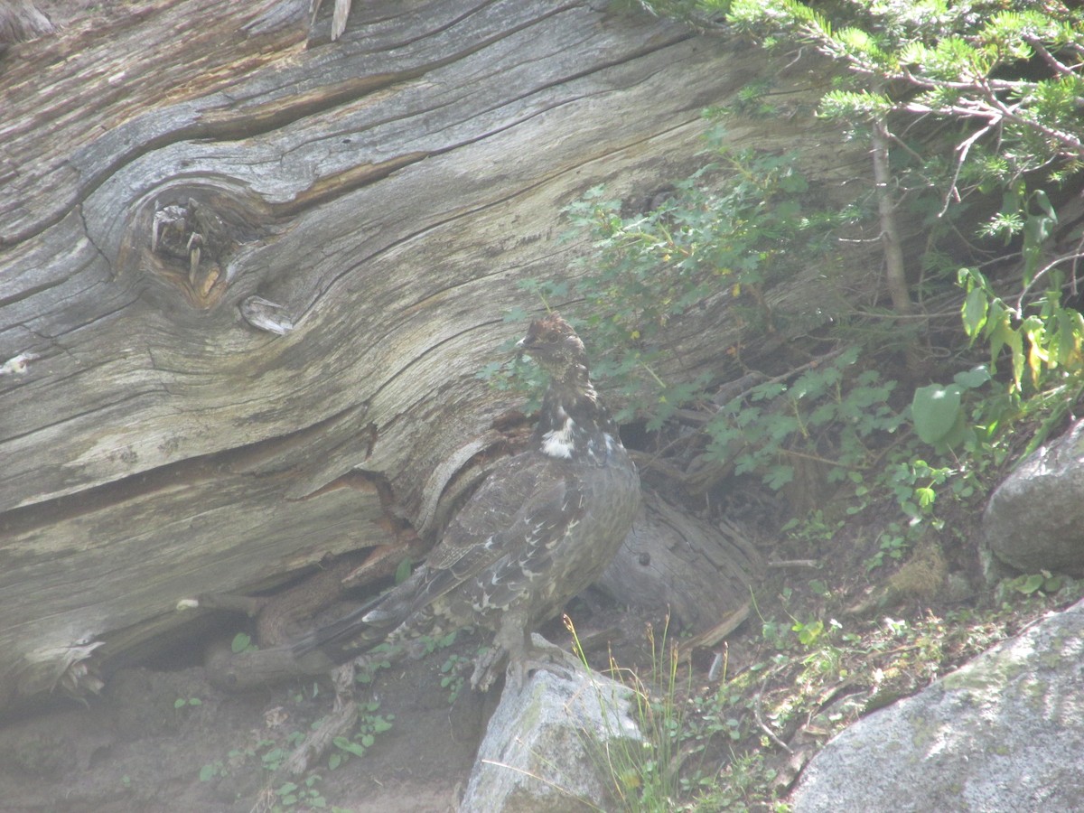 Dusky Grouse - ML641878606
