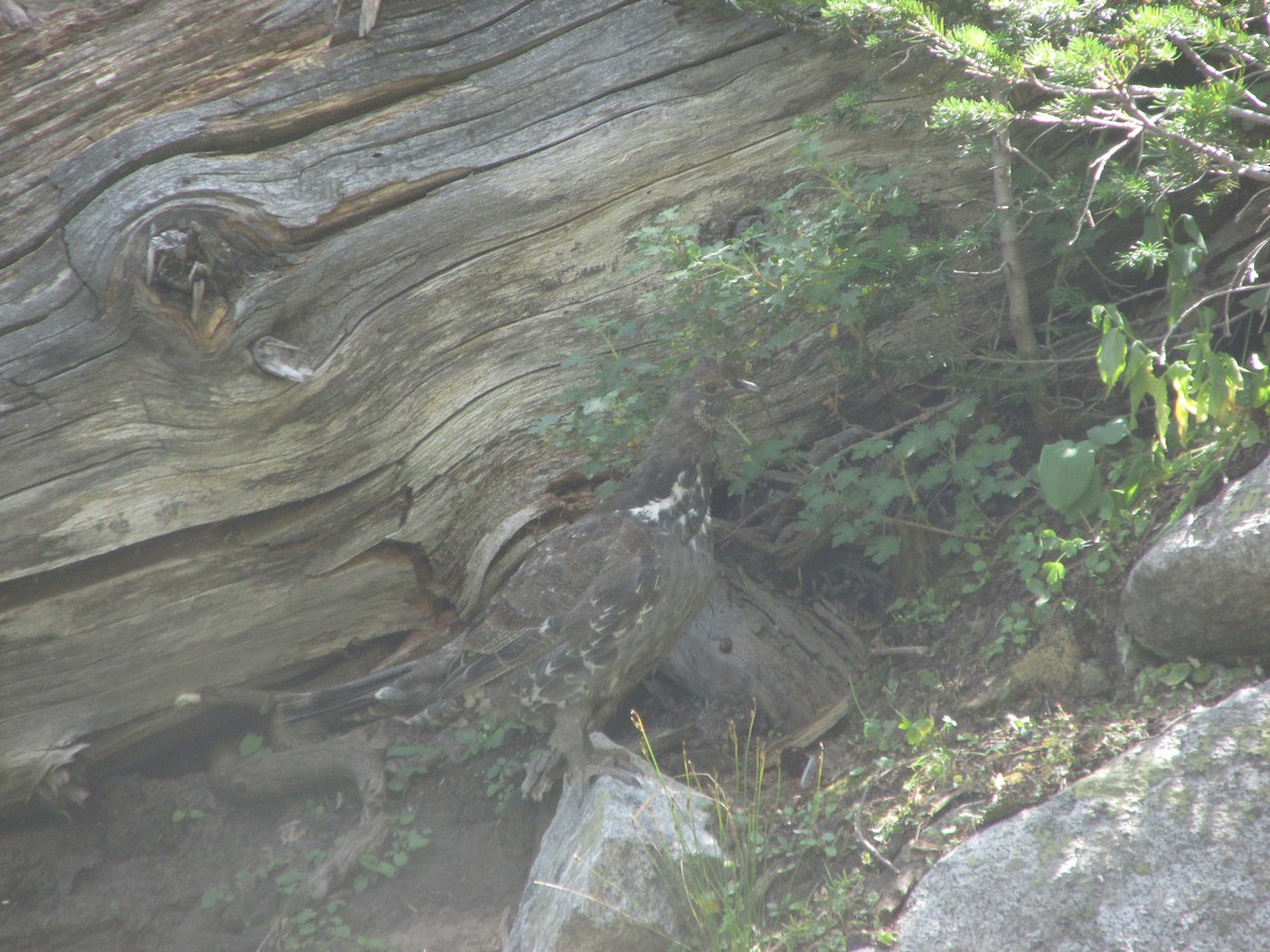 Dusky Grouse - ML641878607