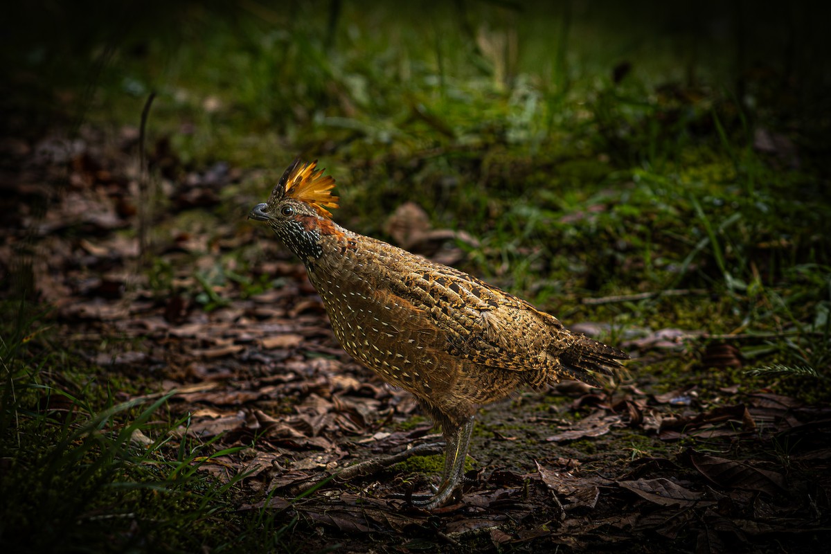 Spotted Wood-Quail - ML641878617
