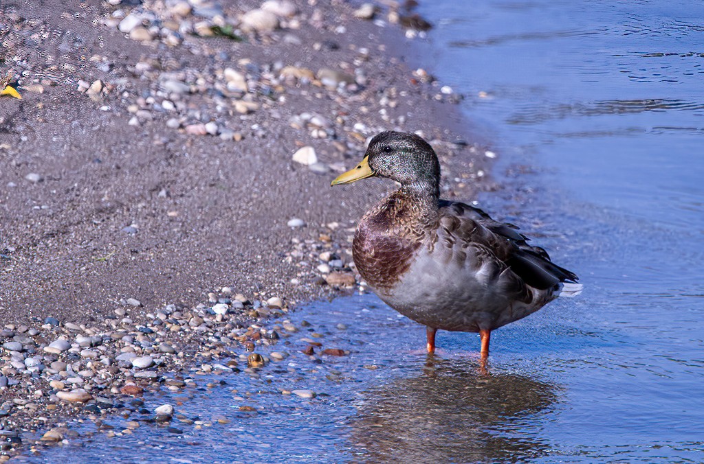 Canard colvert - ML641878652