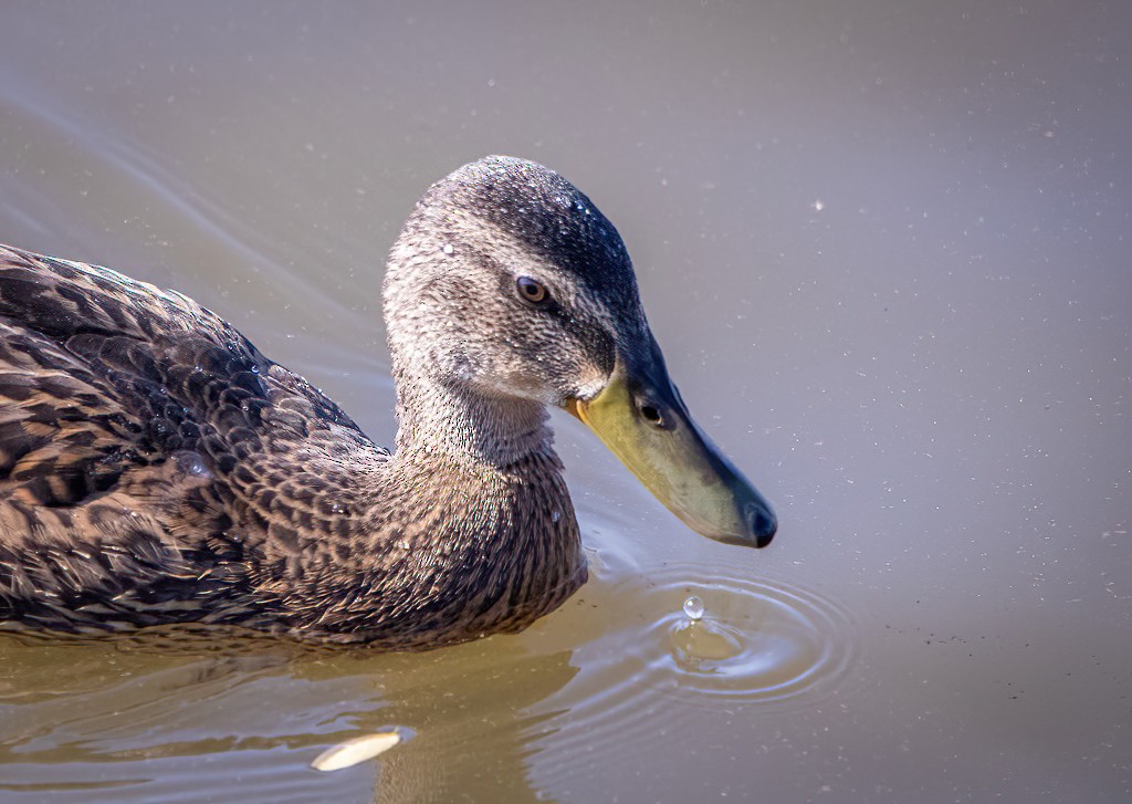 Canard colvert - ML641878653