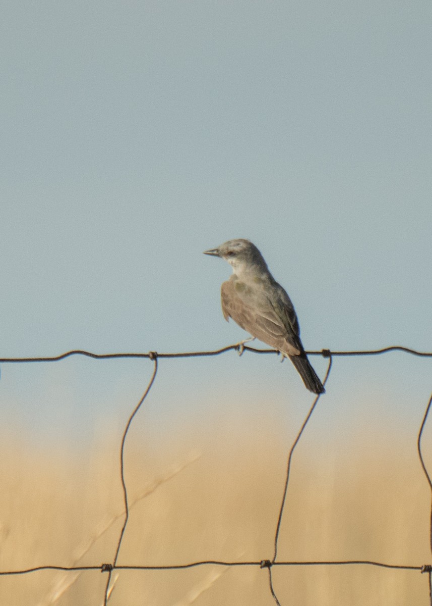 Western Kingbird - ML641878655