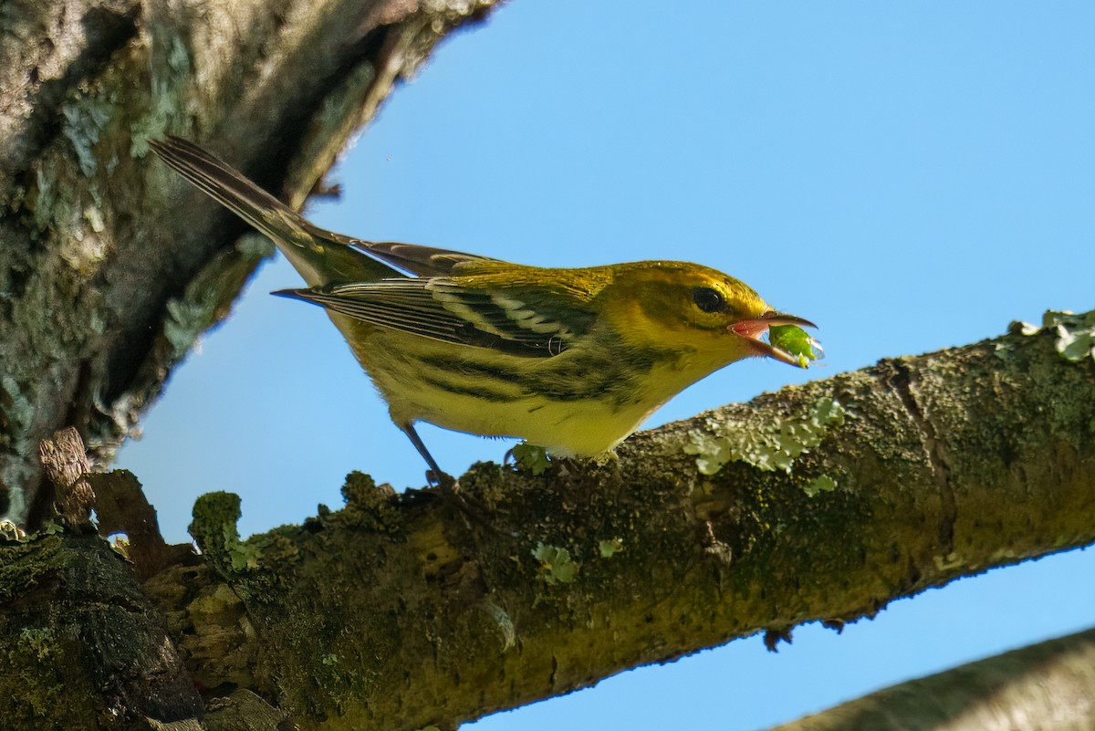 Black-throated Green Warbler - ML641878656