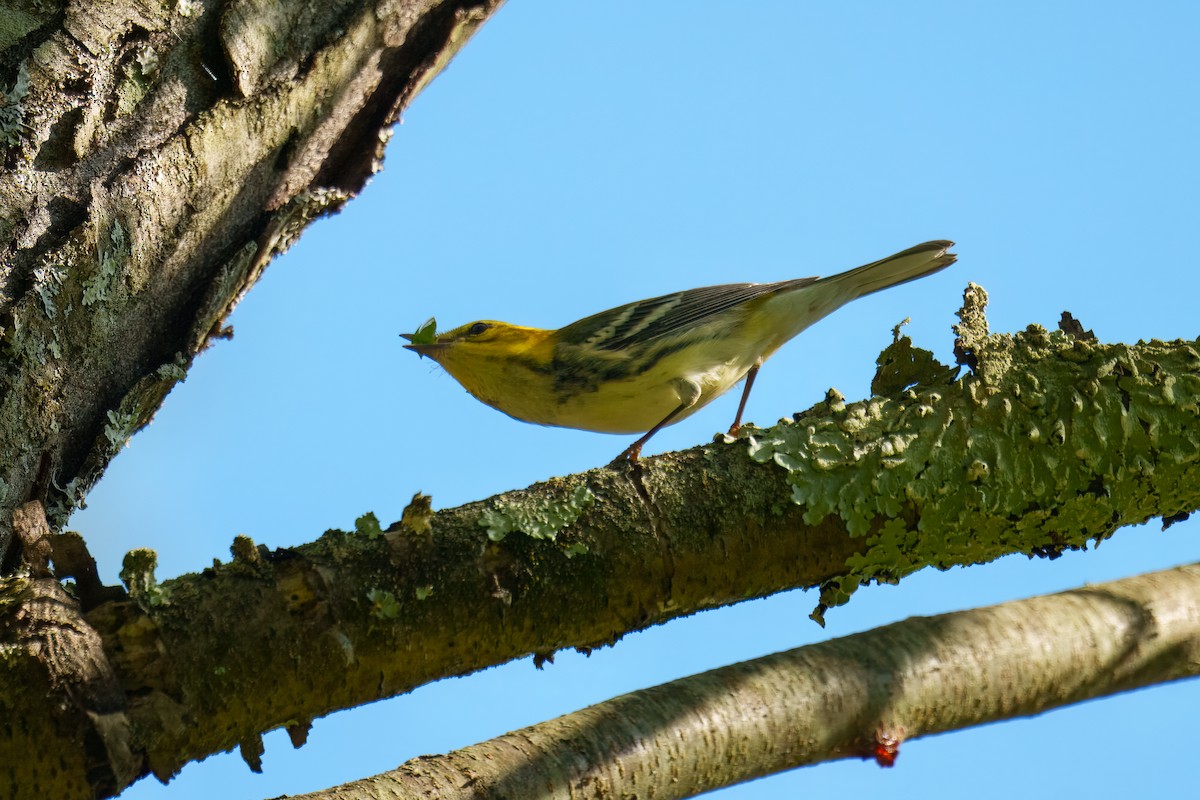 Black-throated Green Warbler - ML641878660