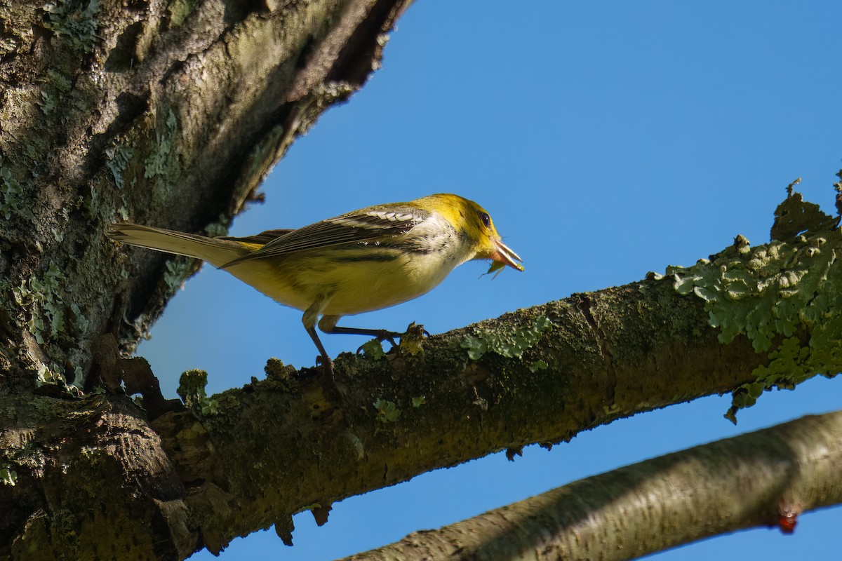 Black-throated Green Warbler - ML641878661