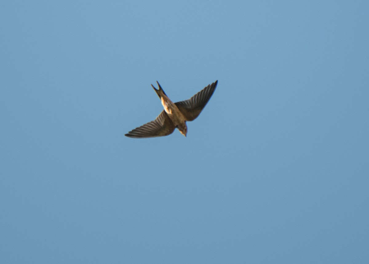 Barn Swallow - ML641878667