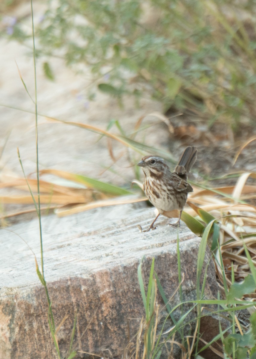 Song Sparrow - ML641878673