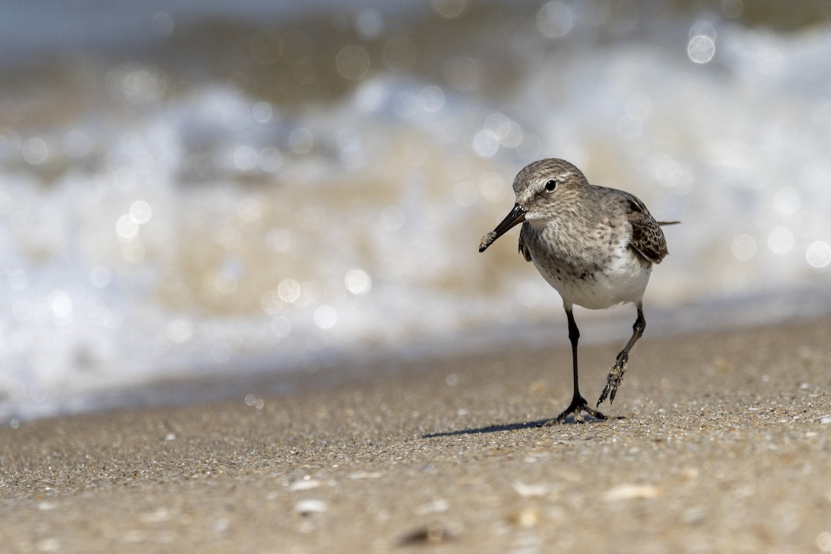 White-rumped Sandpiper - ML641878684