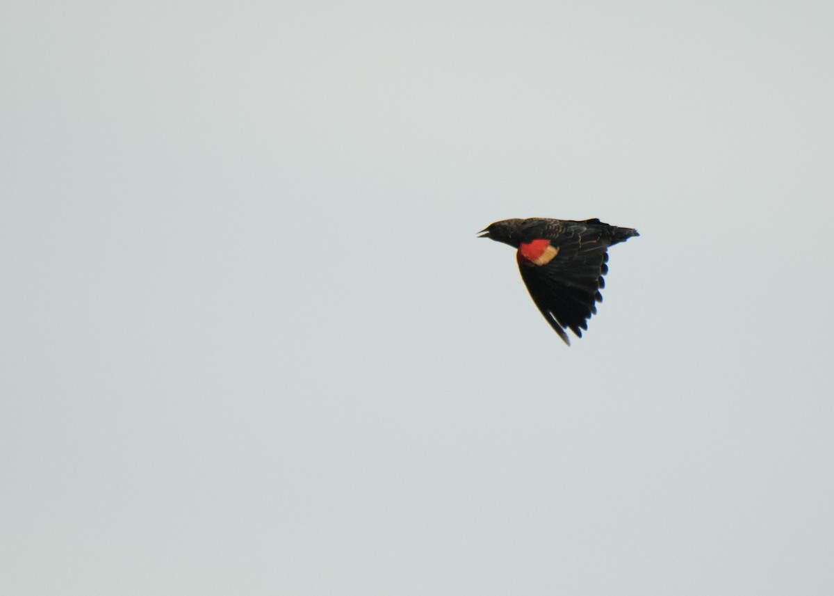Red-winged Blackbird - ML641878685