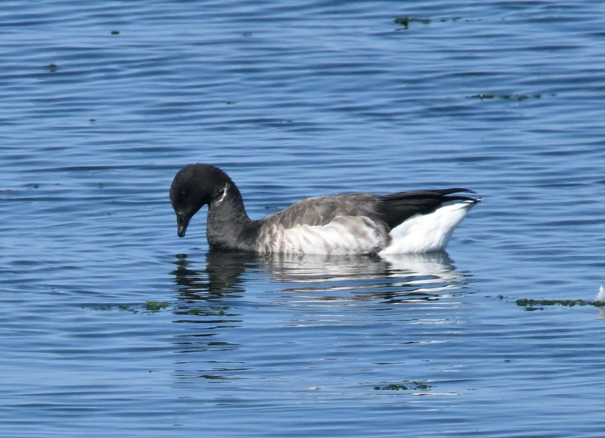 Brant - ML641878689