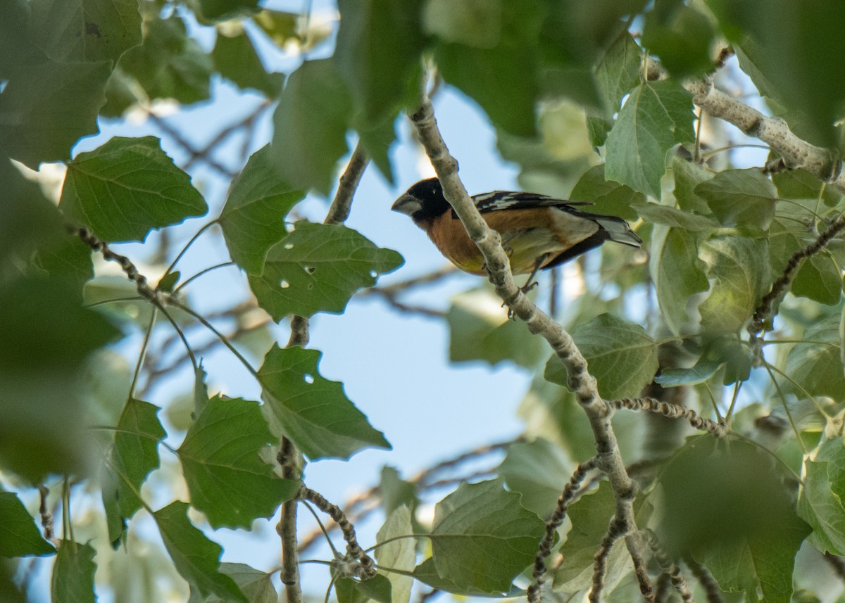 Black-headed Grosbeak - ML641878690