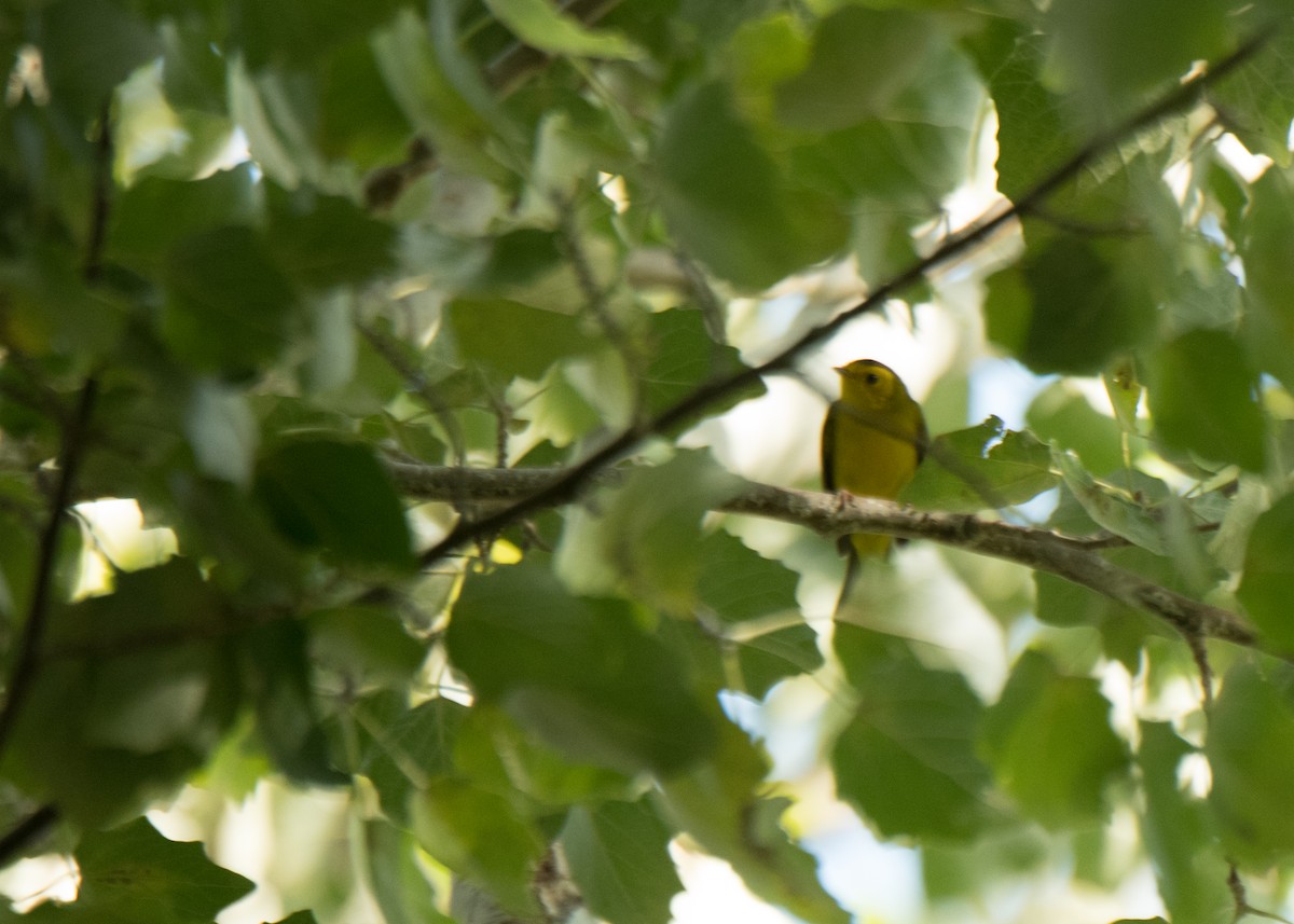 Wilson's Warbler - ML641878704