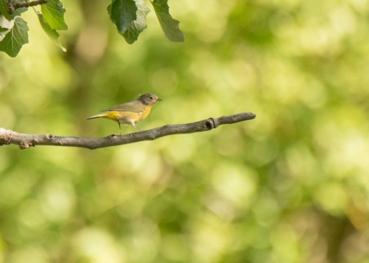 Nashville Warbler - ML641878708