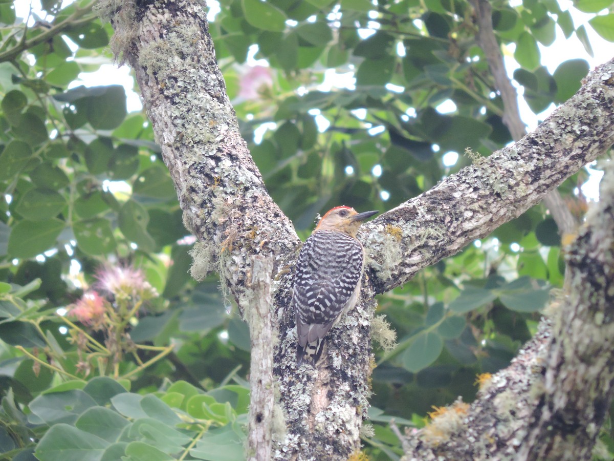 Red-crowned Woodpecker - ML641878713