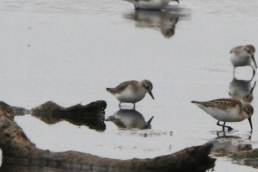 Semipalmated Sandpiper - ML641878722