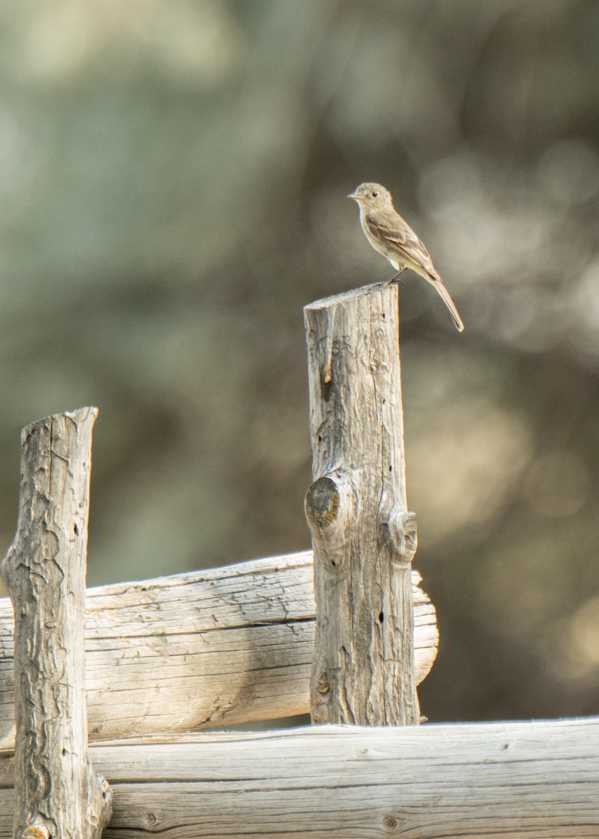 Gray Flycatcher - ML641878730