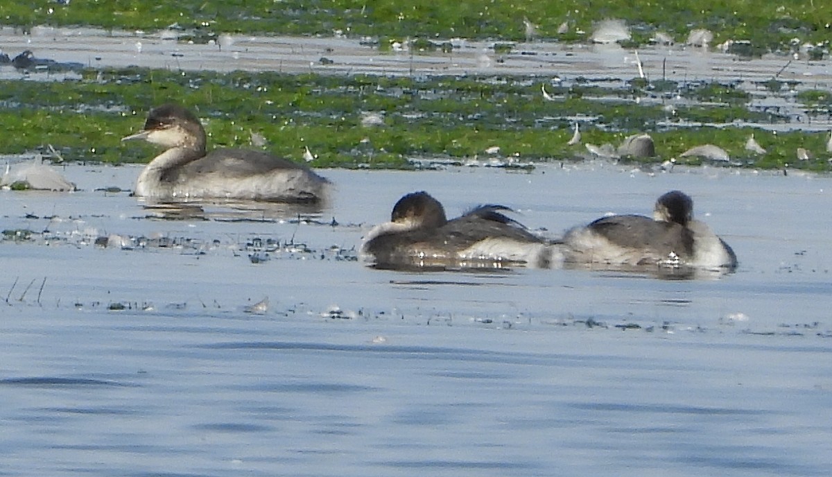 Horned Grebe - ML641878738