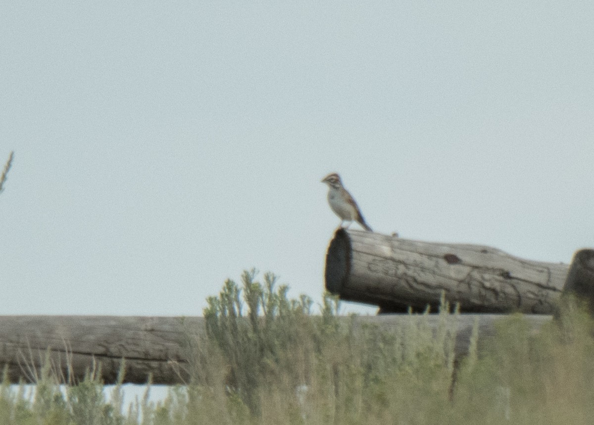 Lark Sparrow - ML641878764